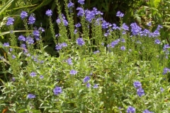 blaue-bluetenpracht blaue-bluetenpracht