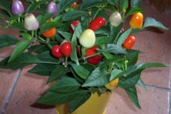 bunte-chilipflanze bunte-chilipflanze