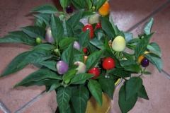 chili-topfpflanze chili-topfpflanze