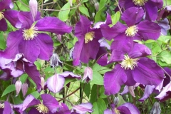 clematis-lila clematis-lila