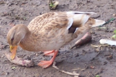 ente ente