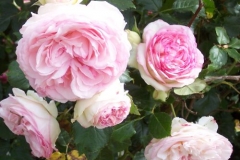 gefuellte-rosen gefuellte-rosen