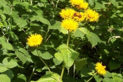 gelbe-blueten gelbe-blueten
