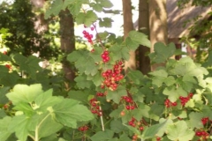 johannisbeeren johannisbeeren