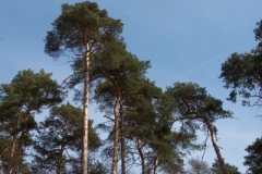 kiefernwald kiefernwald