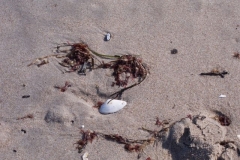 muscheln muscheln