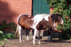 ponies ponies