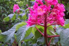 rosa-kastanienblute rosa-kastanienblute