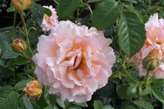 rosenbluete rosenbluete