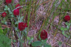 rote-kleepflanzen rote-kleepflanzen
