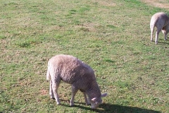 schaf schaf