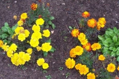 tagetes tagetes
