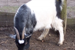 ziege ziege